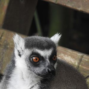 Ring-Tailed Lemur