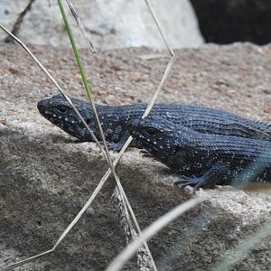 Cunningham's Skinks