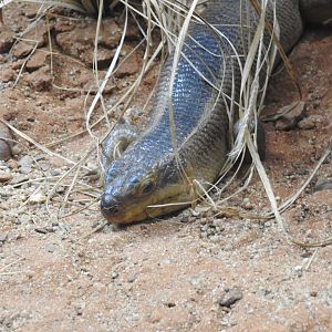 Yakka Skink