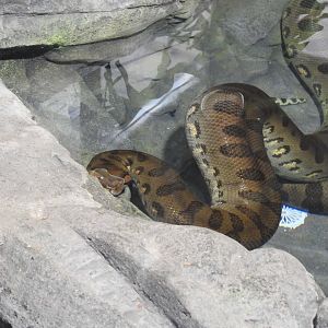 Green Anaconda