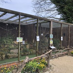 Black-capped Lory and Trumpeter Hornbill Aviaries at Tropical Butterfly House (March 2023)