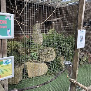 Trumpeter Hornbill Aviary at Tropical Butterfly House (March 2023)
