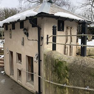 Meerkat/Porcupine House at Tropical Butterfly House (March 2023)