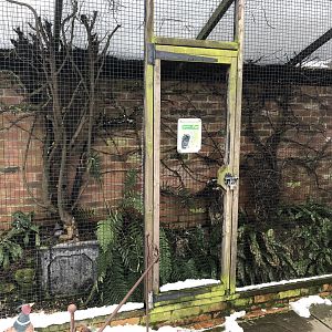 Tropical Screech Owl Aviary at Tropical Butterfly House (March 2023)