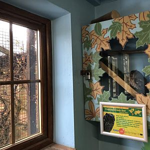 Indoor Tropical Screech Owl Enclosure at Tropical Butterfly House (March 2023)