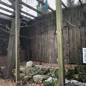 Spotted Eagle Owl Aviary at Tropical Butterfly House (March 2023)