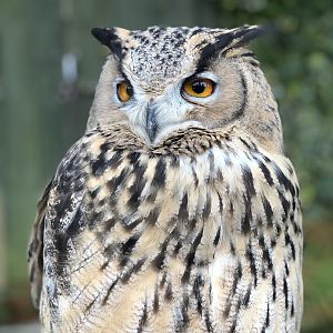 Turkmenian Eagle Owl at Tropical Butterfly House (March 2023)