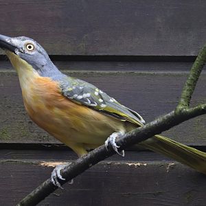 Grey-headed bushshrike (Malaconotus blanchoti)