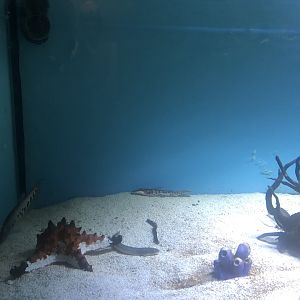 Keçiören Aquarium-Clown Featherback and Co.