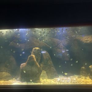 Keçiören Aquarium-Silver Moonies