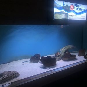 Keçiören Aquarium-Moray Tank