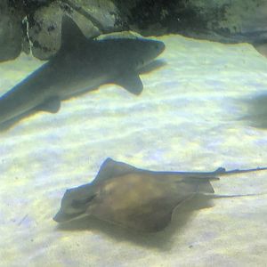 Keçiören Aquarium-Shark and Ray