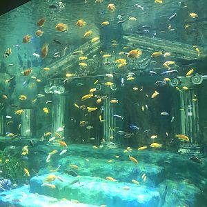 Keçiören Aquarium-The Cichlids of Atlantis