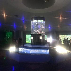 Keçiören Aquarium-Second Hall (with Glofish in the center)