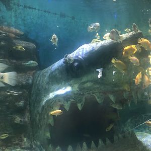 Keçiören Aquarium-Cichlids with Shark