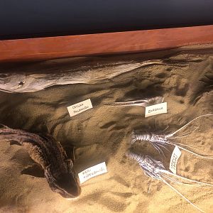 Keçiören Aquarium-Dry Specimens