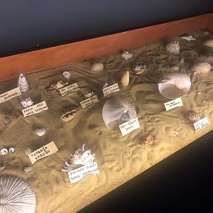 Keçiören Aquarium-Dry Specimens