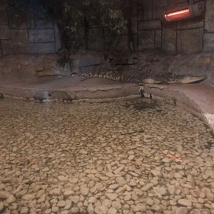 Keçiören Aquarium-Nile(?) Crocodiles