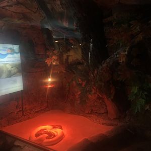 Keçiören Aquarium-Burmese(?) Pythons