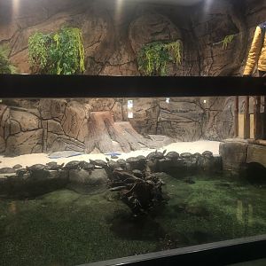 Keçiören Aquarium-Red-Eared Sliders