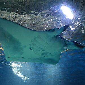 Reef manta ray (Mobula alfredi)