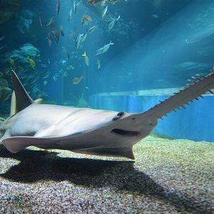 Dwarf sawfish (Pristis clavata)