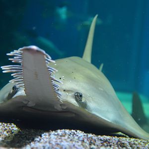 Dwarf sawfish (Pristis clavata)