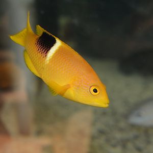 Golden-spot hogfish (Bodianus perditio) - juvenile