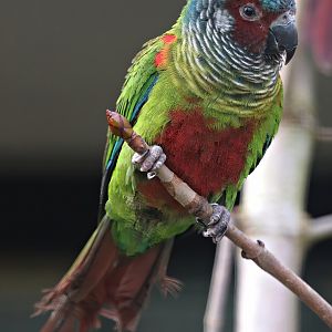 Venezuelan parakeet (Pyrrhura emma)