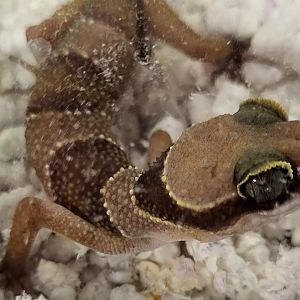 Cyrtodactylus pulchellus