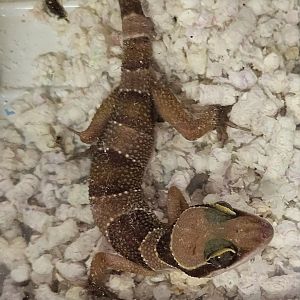 Cyrtodactylus pulchellus