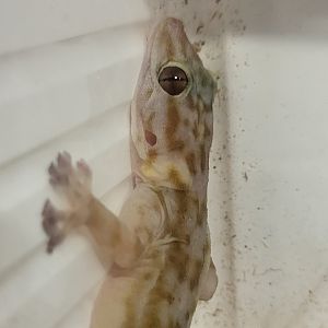Ptyodactylus ragazzi