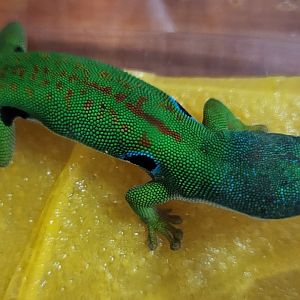 Phelsuma quadriocellata