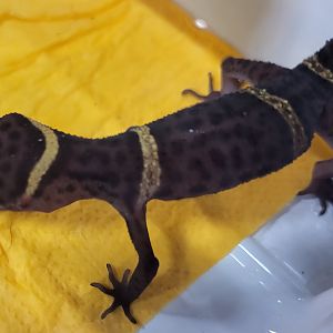 Gonurosaurus hainanensis