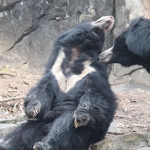 Asia Trail - Sloth Bears