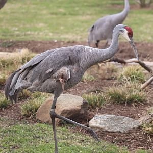 Bird House - Sandhill Cranes