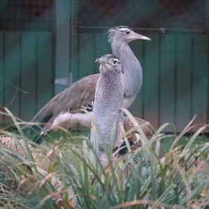 Bird House - Kori Bustards