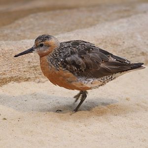 Bird House - Red Knot