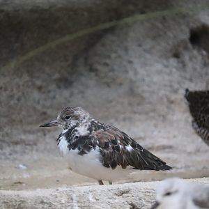 Bird House - Ruddy Turnstone
