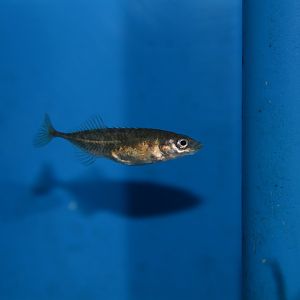 Musashi ninespine stickleback (Pungitius sp.)