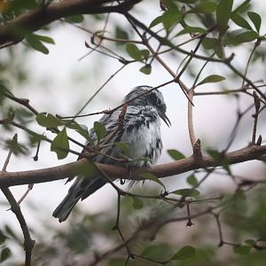 Bird House - Black-and-White Warbler