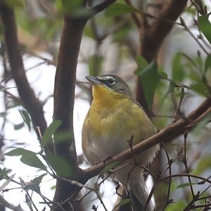 Bird House - Yellow-Breasted Chat