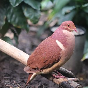 Bird House - Ruddy Quail-dove