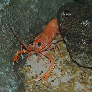 Japanese lobster (Metanephrops japonicus)