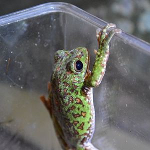 Kinugasa flying frog (Zhangixalus arboreus)
