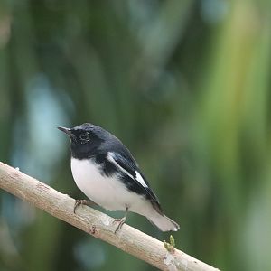 Bird House - Black-Throated Blue Warbler