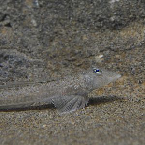 Horn dragonet (Callionymus curvicornis)