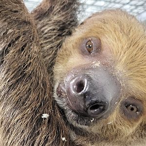 Two-toed sloth