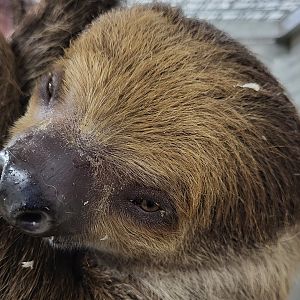 Two-toed sloth