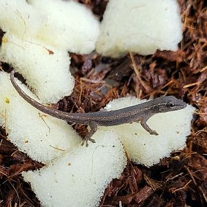 Lygodactylus conraui